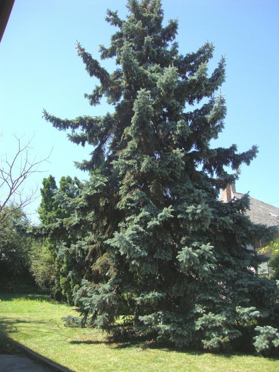 Gyongyvirag Vendeghaz Apartment Balatonboglar Bagian luar foto